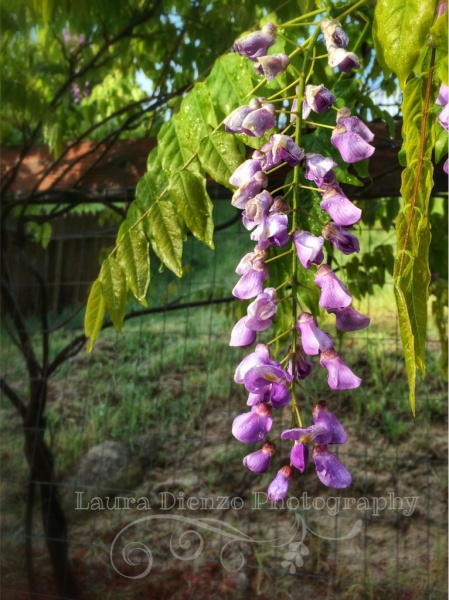 I planted this Wisteria plant about three years ago and I've enjoyed watching the snarling branches grow along the fence.  I planted it with the intention of providing shade on the patio on hot summer evenings.  This is the first time I've ever seen the gorgeous flowers bloom and enjoyed the subtle fragrance.  Hope the new owners enjoy it too!