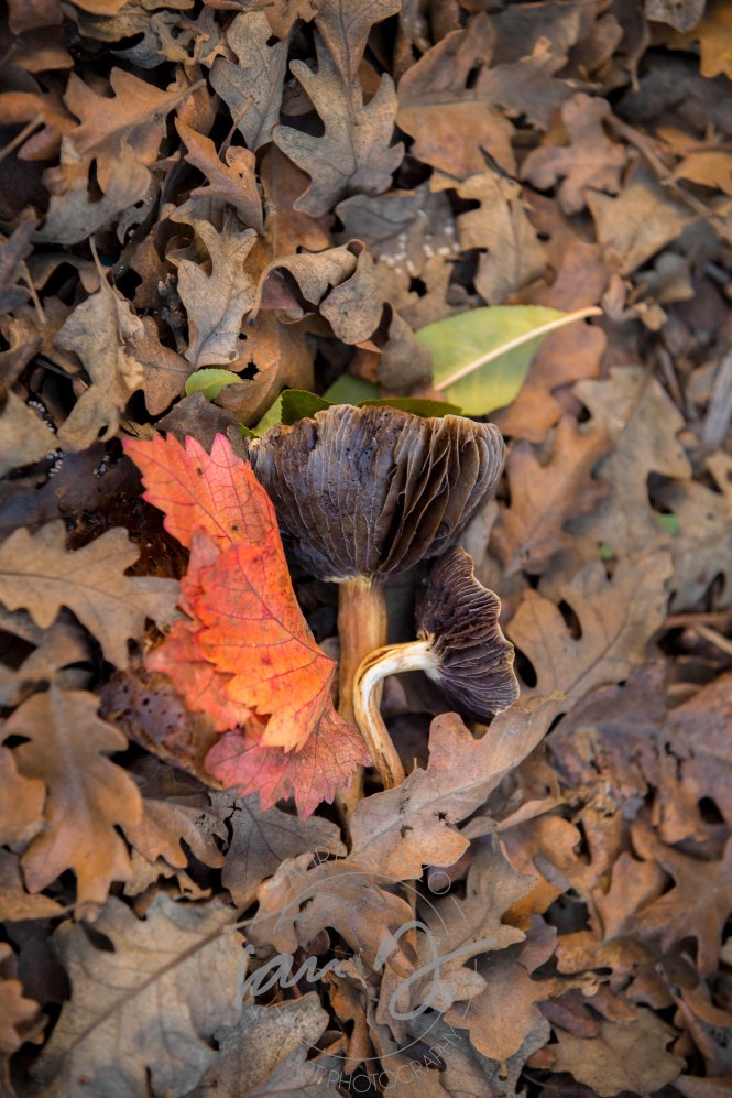 Mushrooms on a leafy ground taken with Canon 5D Mark III