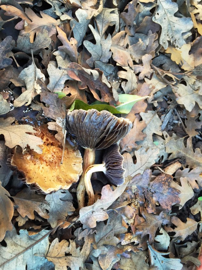 Mushrooms lying on leafy ground taken with iPhone