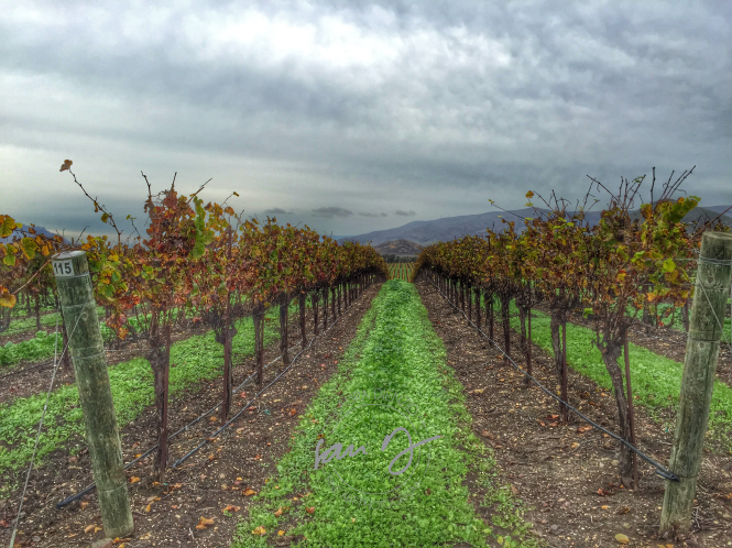 Tolosa Vineyard in San Luis Obispo taken with iPhone